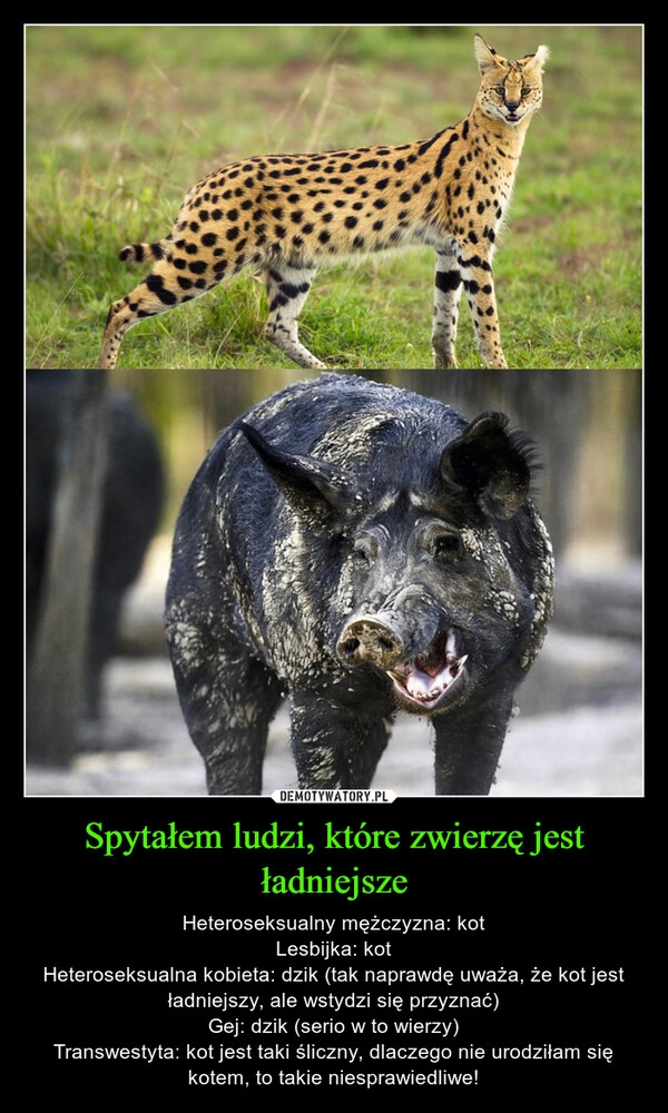 
    Spytałem ludzi, które zwierzę jest ładniejsze