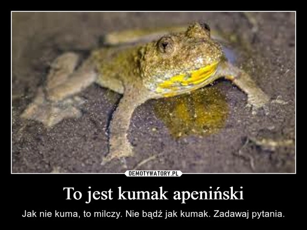 
    To jest kumak apeniński