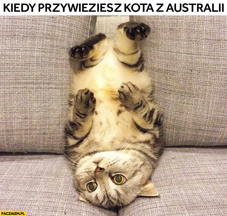 
    Kiedy przywieziesz kota z Australii