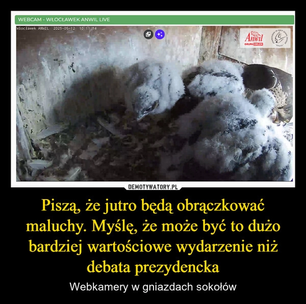 
    Piszą, że jutro będą obrączkować maluchy. Myślę, że może być to dużo bardziej wartościowe wydarzenie niż debata prezydencka