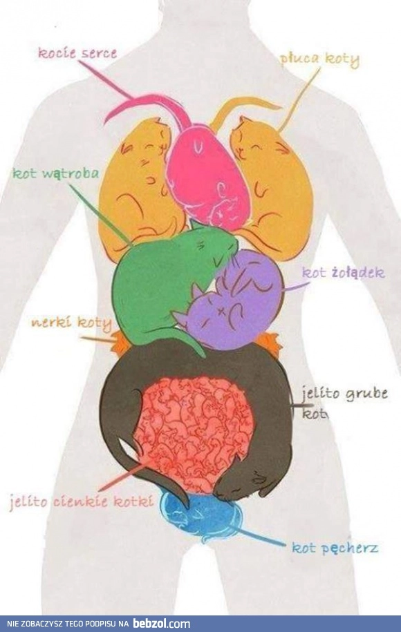 
    Organizm miłośnika kotów