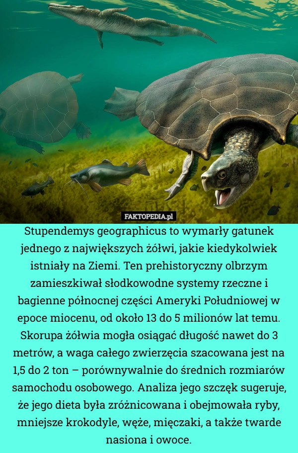 
    Stupendemys geographicus to wymarły gatunek jednego z największych żółwi,