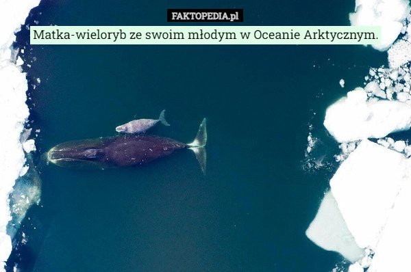 
    Matka-wieloryb ze swoim młodym w Oceanie Arktycznym.