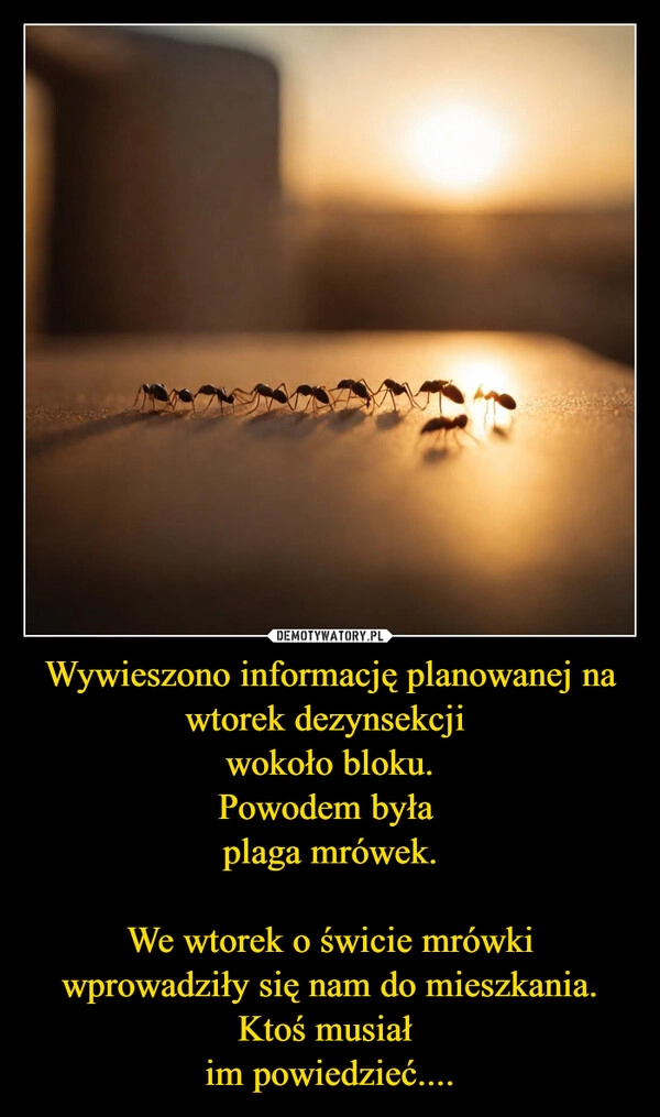 
    Wywieszono informację planowanej na wtorek dezynsekcji 
wokoło bloku.
Powodem była 
plaga mrówek.

We wtorek o świcie mrówki wprowadziły się nam do mieszkania.
Ktoś musiał 
im powiedzieć....