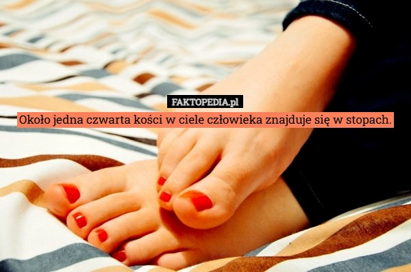 
    Około jedna czwarta kości w ciele człowieka znajduje się w stopach.