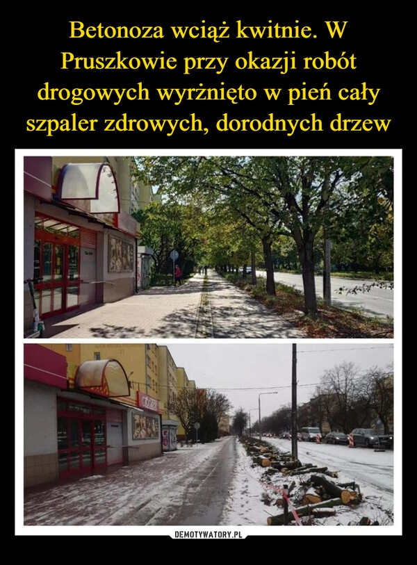 
    Betonoza wciąż kwitnie. W Pruszkowie przy okazji robót drogowych wyrżnięto w pień cały szpaler zdrowych, dorodnych drzew