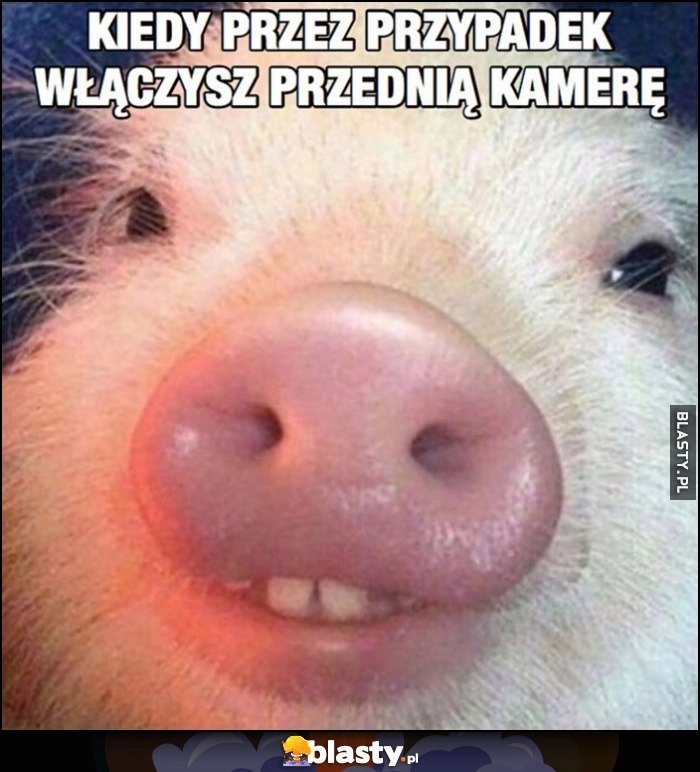 
    Kiedy przez przypadek włączysz przednią kamerę w telefonie świnka prosiak prosię