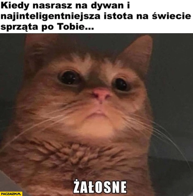 
    Kot kiedy nasrasz na dywan i najinteligentniejsza istota na świecie sprząta po Tobie żałosne
