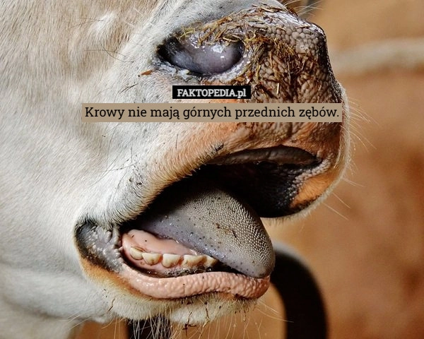 Krowy nie mają górnych przednich zębów.