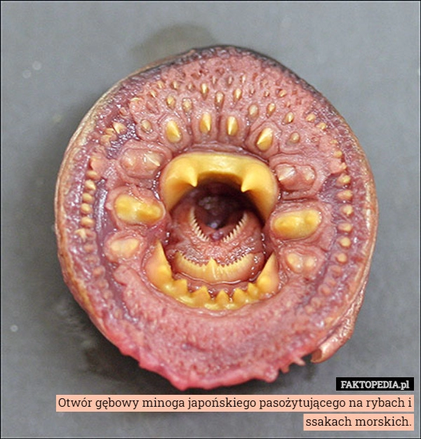 
    Otwór gębowy minoga japońskiego pasożytującego na rybach i ssakach morskich.