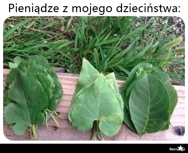 
    Wtedy jeszcze rosły na drzewach 