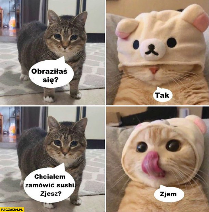 
    Kot obraziłaś się? Tak chciałem zamówić sushi, zjesz? Zjem