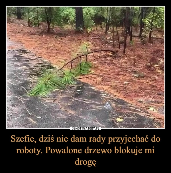 
    Szefie, dziś nie dam rady przyjechać do roboty. Powalone drzewo blokuje mi drogę