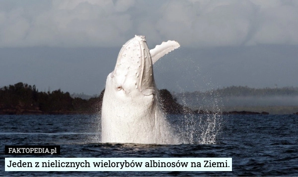 
    Jeden z nielicznych wielorybów albinosów na Ziemi.