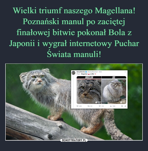 
    Wielki triumf naszego Magellana! Poznański manul po zaciętej finałowej bitwie pokonał Bola z Japonii i wygrał internetowy Puchar Świata manuli!