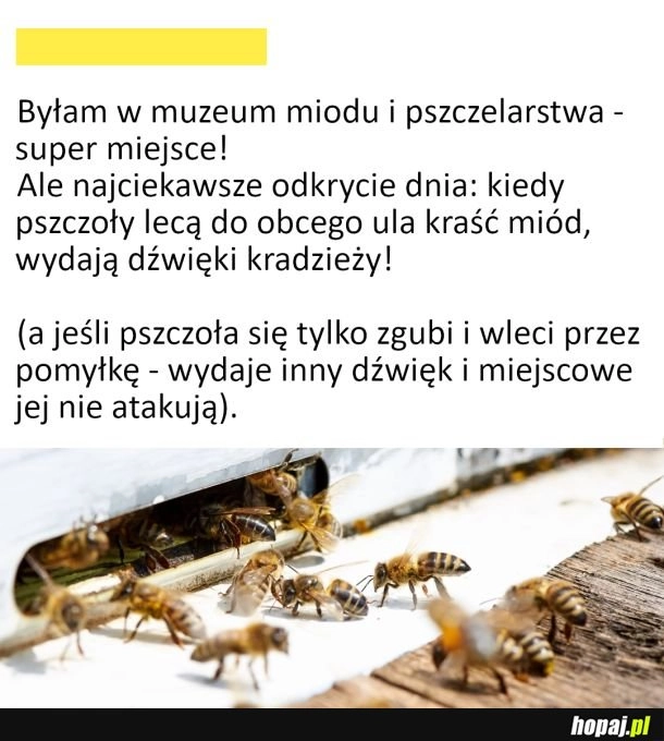 
    Pszczółki