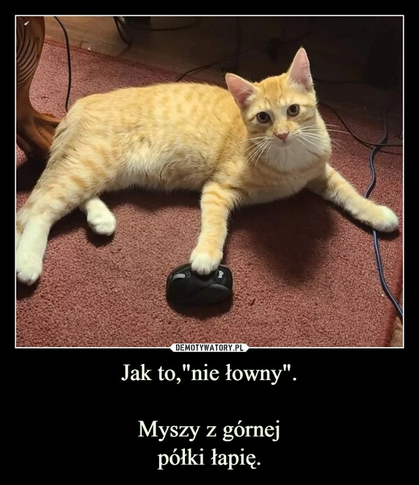 
    Jak to,"nie łowny".
Myszy z górnej
półki łapię. 