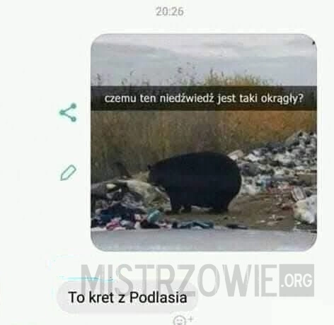 
    Niedźwiedź