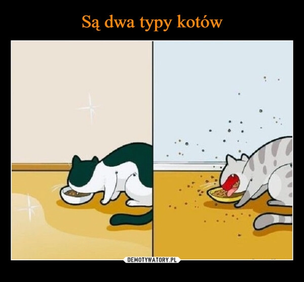 
    Są dwa typy kotów