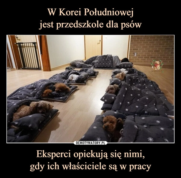 
    W Korei Południowej
jest przedszkole dla psów Eksperci opiekują się nimi,
gdy ich właściciele są w pracy