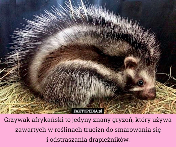 
    Grzywak afrykański to jedyny znany gryzoń, który używa zawartych w roślinach