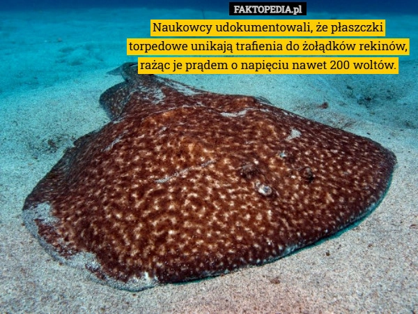 
    Naukowcy udokumentowali, że płaszczki torpedowe unikają trafienia do żołądków