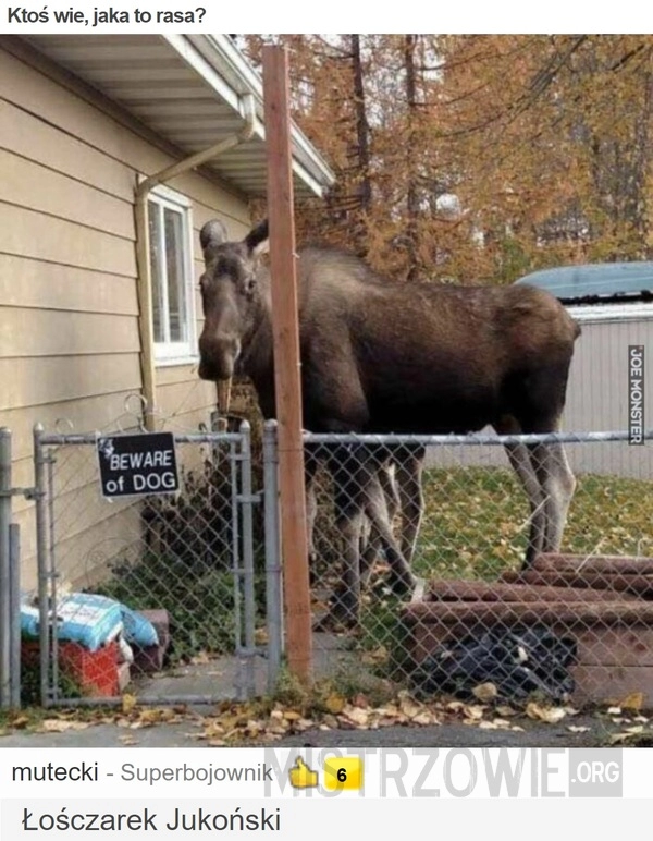 
    
			Ktoś wie, jaka to rasa?					