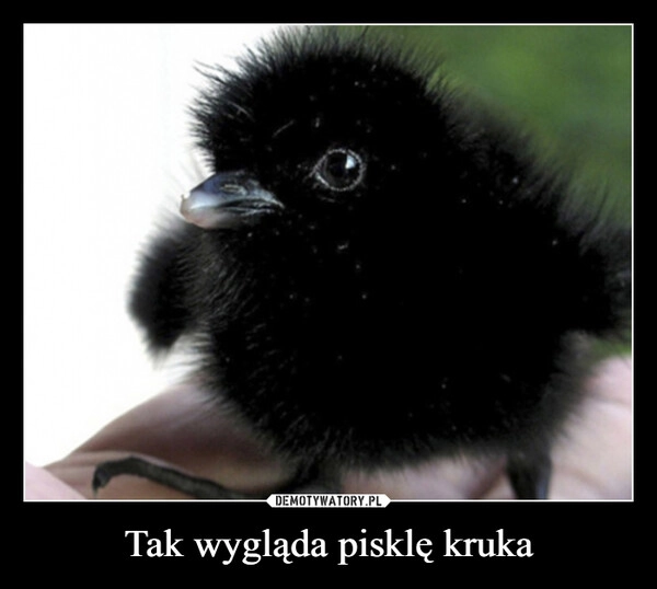 
    Tak wygląda pisklę kruka