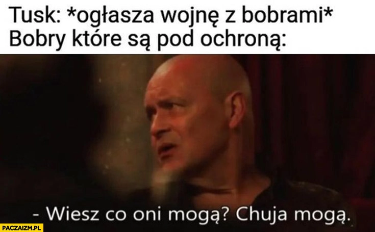 
    Tusk ogłasza wojnę z bobrami vs bobry które są pod ochroną wiesz co oni mogą kuja mogą Dario ślepnąc od świateł