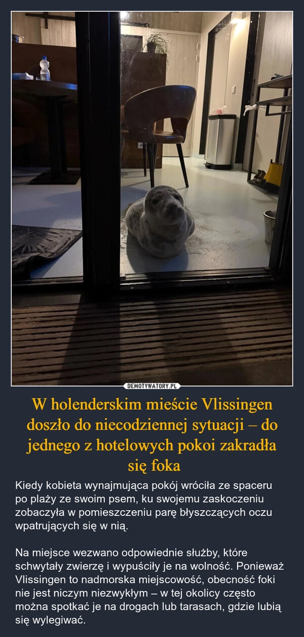 
    W holenderskim mieście Vlissingen doszło do niecodziennej sytuacji – do jednego z hotelowych pokoi zakradła
 się foka