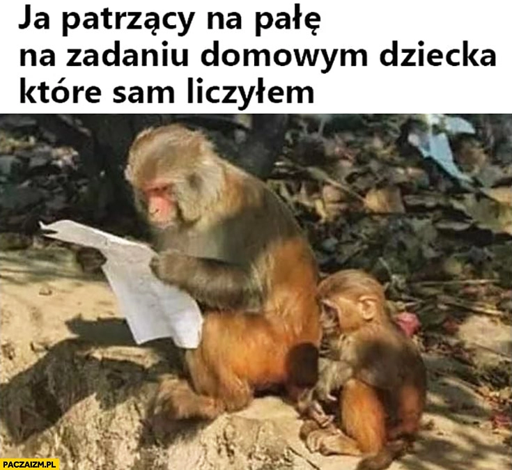 
    Małpa ja patrzący na pałę na zadaniu domowym dziecka które sam liczyłem