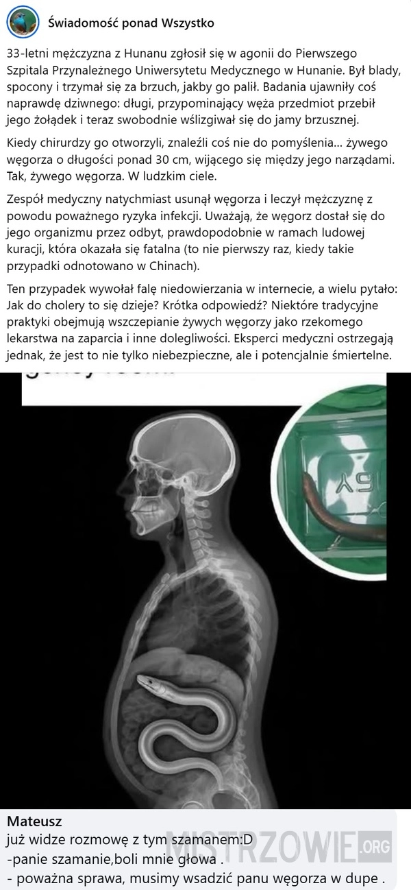 
    Węgorz