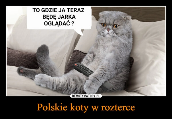 
    Polskie koty w rozterce