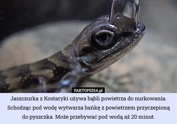 
    Jaszczurka z Kostaryki używa bąbli powietrza do nurkowania. Schodząc pod...