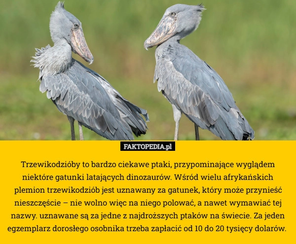 
    Trzewikodzióby to bardzo ciekawe ptaki, przypominające wyglądem niektóre