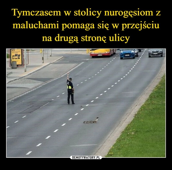 
    Tymczasem w stolicy nurogęsiom z maluchami pomaga się w przejściu na drugą stronę ulicy