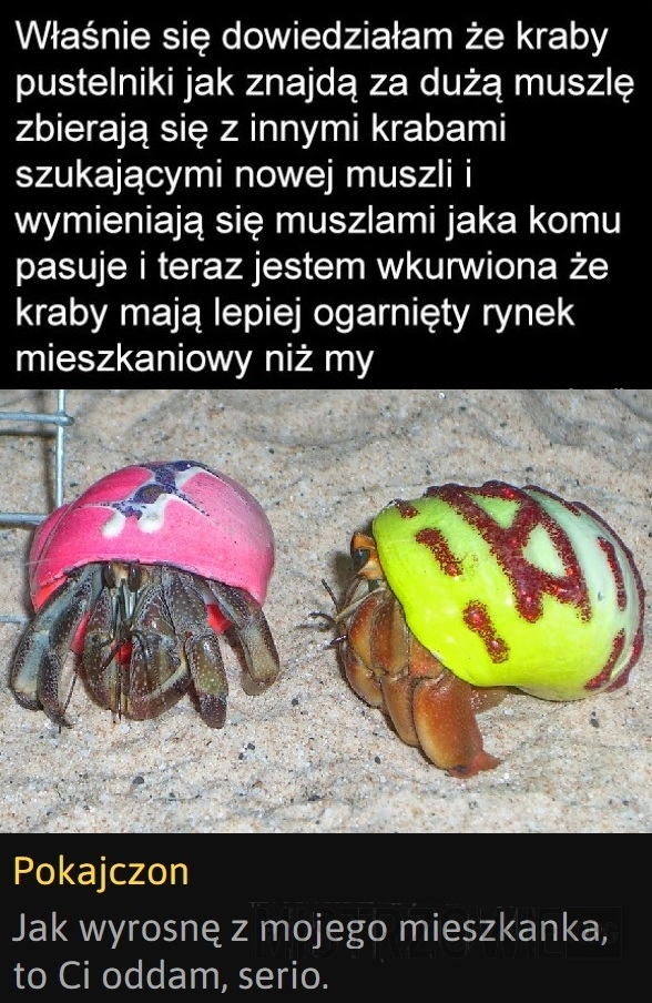 
    Krab pustelnik