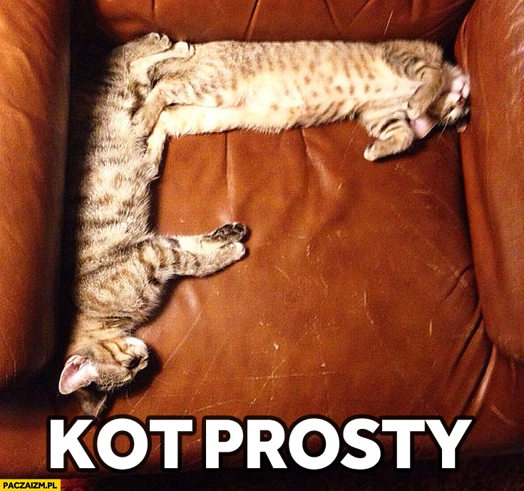 
    Kot prosty