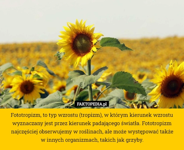 
    Fototropizm, to typ wzrostu (tropizm), w którym kierunek wzrostu wyznaczany