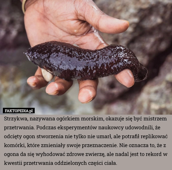 Strzykwa, nazywana ogórkiem morskim, okazuje się być mistrzem przetrwania.