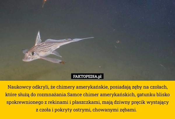 
    Naukowcy odkryli, że chimery amerykańskie, posiadają zęby na czołach, które