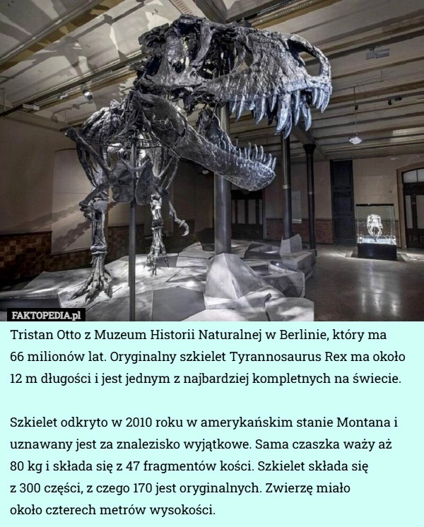 
    Tristan Otto z Muzeum Historii Naturalnej w Berlinie, który ma 66 milionów...