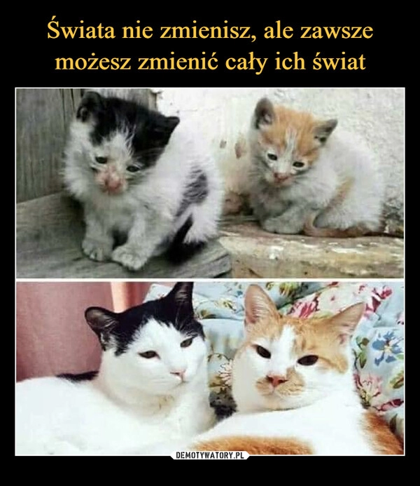 
    Świata nie zmienisz, ale zawsze możesz zmienić cały ich świat