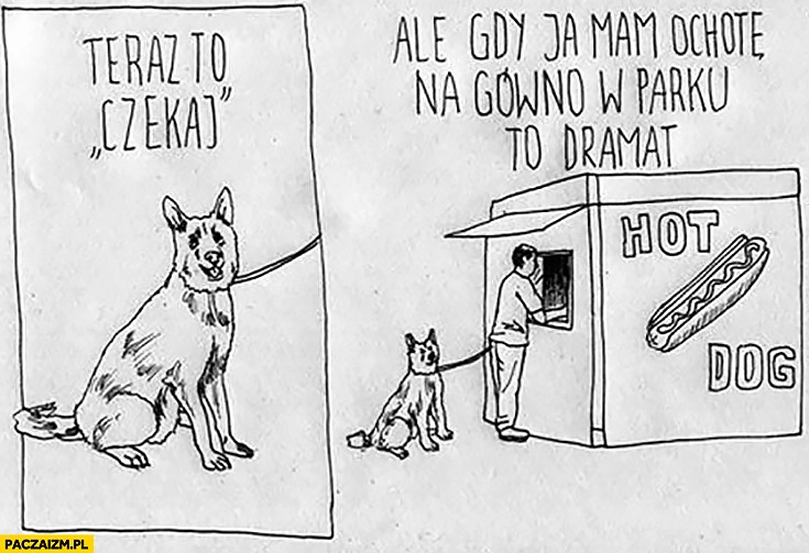
    Teraz to czekaj, a gdy ja miałem ochotę na gówno w parku to dramat. Pies na spacerze