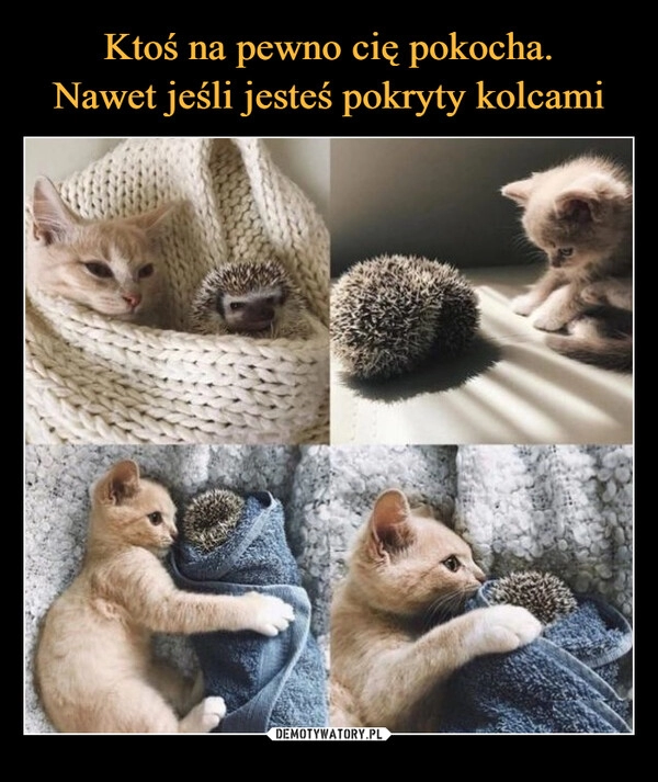 
    Ktoś na pewno cię pokocha.
Nawet jeśli jesteś pokryty kolcami