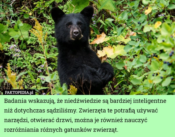 
    Badania wskazują, że niedźwiedzie są bardziej inteligentne niż dotychczas...