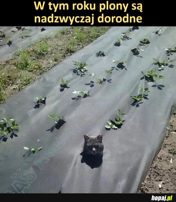 
    Dorodne plony