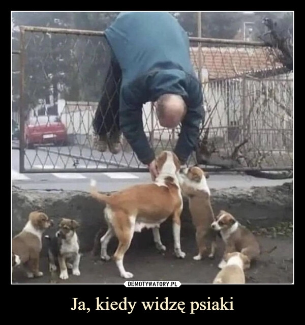 
    Ja, kiedy widzę psiaki