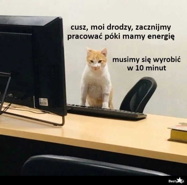 
    Koty nie mają łatwo 