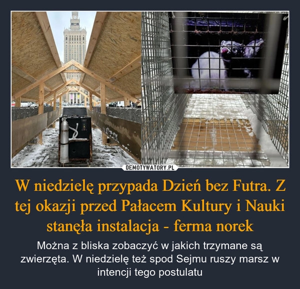 
    W niedzielę przypada Dzień bez Futra. Z tej okazji przed Pałacem Kultury i Nauki stanęła instalacja - ferma norek